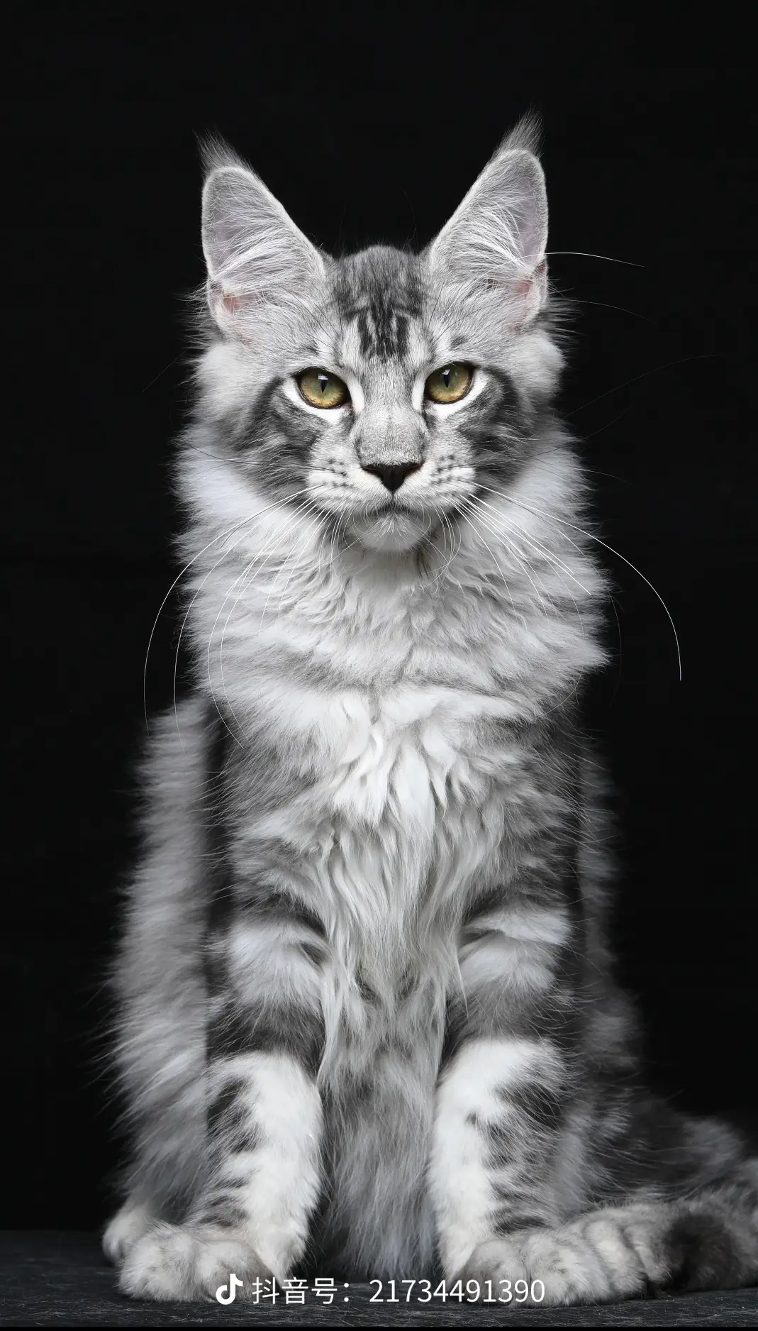 缅因猫咪温顺亲和